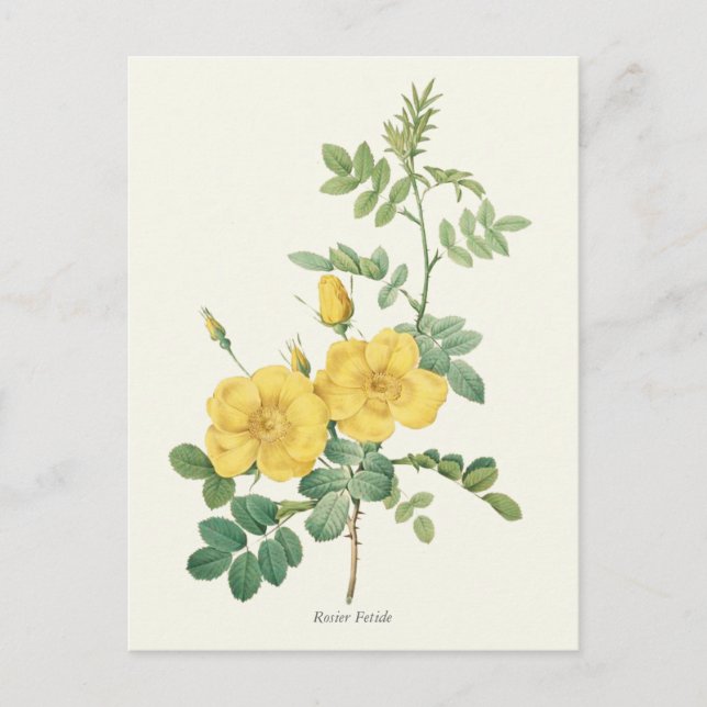 Carte Postale Vintage Rose Botanique (Devant)