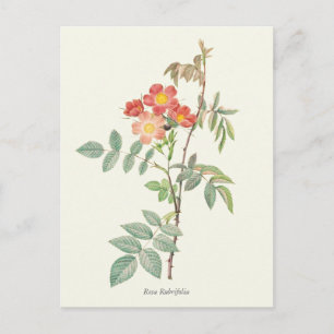 Carte Postale Vintage rose et rouge Roses Botanique Imprimer