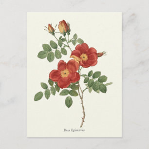 Carte Postale Vintage rouge et rose jaune imprimé