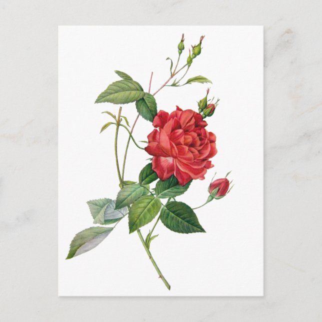 Carte postale vintage rouge rose (Devant)