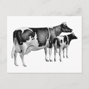 Carte Postale Vintage Russe ferme Vache de veau dessin noir blan