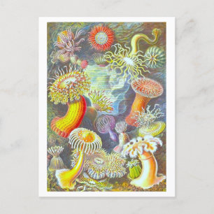 Carte postale vintage Sea Anemone Illustration