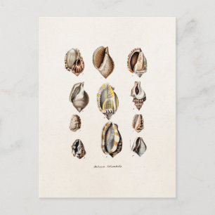 Carte Postale Vintage Sea Shells Personalized Retro Berge Shell