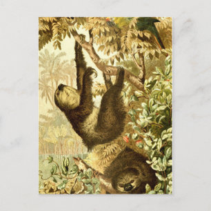 Carte Postale Vintage Sloths and Parrot in Jungle