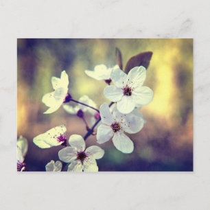 Carte Postale Vintage Spring Blossom