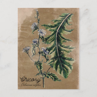Carte Postale vintage Style Chicorée Herbe