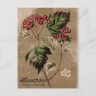 Carte Postale Vintage Style Hawthorn Tree Berry Postcard