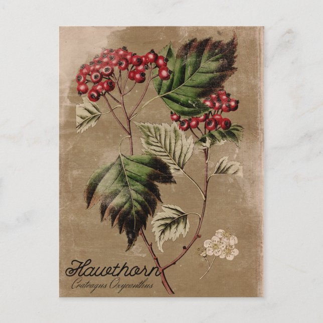 Carte Postale Vintage Style Hawthorn Tree Berry Postcard (Devant)