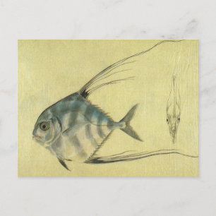 Carte Postale Vintage Threadfin Trevally, Pompano Africain Poiss