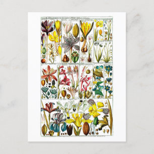 Carte Postale Vintage Triandria Floral Organigramme