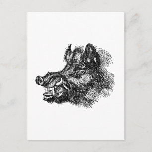 Carte Postale Vintage Vicious Wild Boar w Tusks
