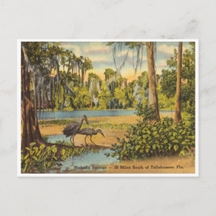 Carte Postale Vintage Wakulla Springs Floride