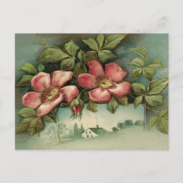 Carte Postale Vintage Wild Roses (Devant)