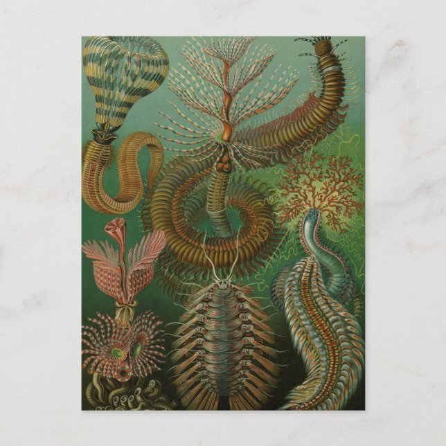 Carte Postale Vintage Worms Annelids Chaetopoda by Ernst Haeckel (Devant)