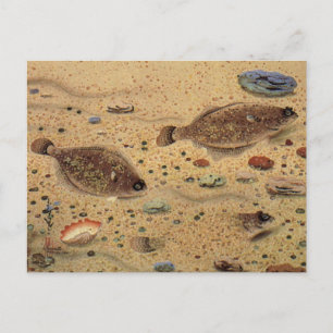 Carte Postale Vintages, Marine Ocean Life Poisson plat