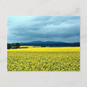 Carte Postale Viol à graine d'huile, Angus, Ecosse à la Cornish 