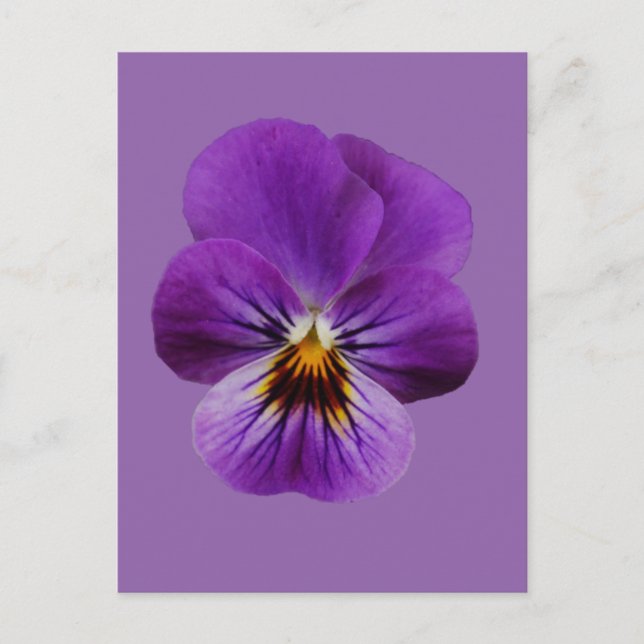 Carte postale Viola Flower (Devant)