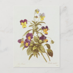 Carte Postale Viola Tricolor