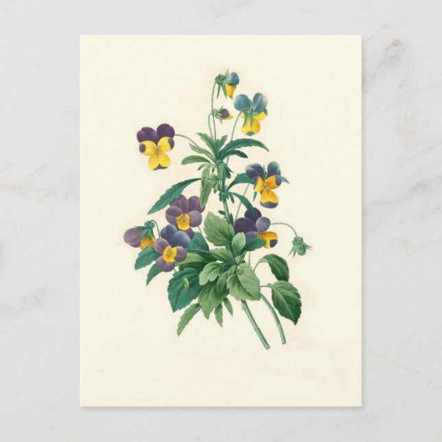 Carte Postale Violas de Pierre-Joseph Redouté (Devant)