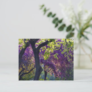 Carte Postale Violet