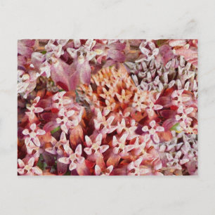 Carte Postale Violet