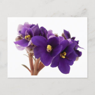 Carte Postale Violet africain