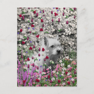 Carte Postale Violet en Fleurs - Chien blanc Westie