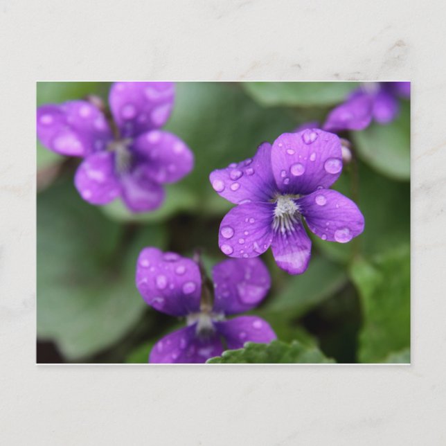 Carte postale violet humide (Devant)