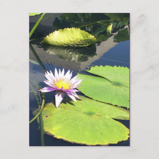 Carte postale violet jaune