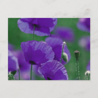 Carte Postale violet Mohn