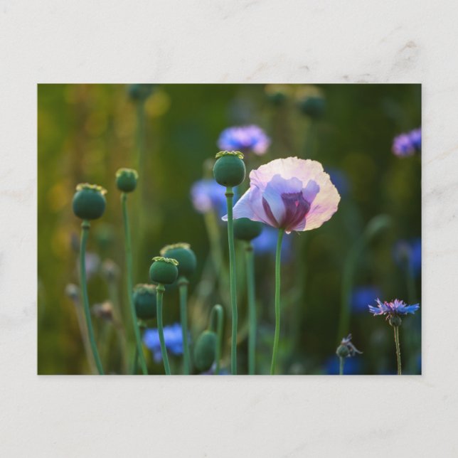 Carte Postale Violet pavot dans l'herbe verte (Devant)