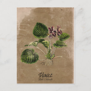 Carte postale violette de style vintage