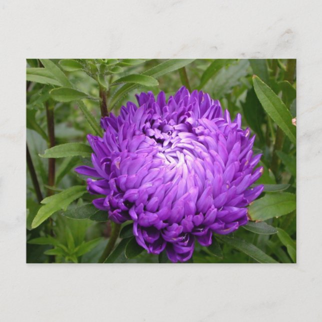 Carte postale violette - MS JOH 2011 (Devant)