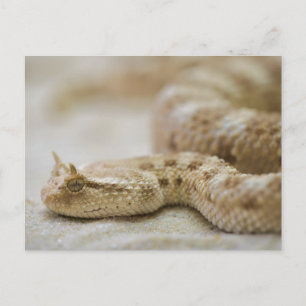 Carte postale Viper à cordes