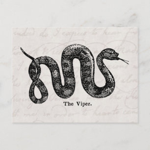 Carte Postale Viper Snake Antique Snakes Viper Viper Viper Viper
