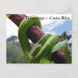Carte Postale Viper vert au Costa Rica