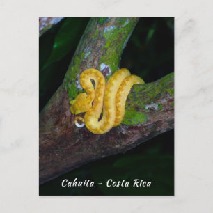 Carte Postale Vipère à sourcils en Punta Cahuita - Costa Rica