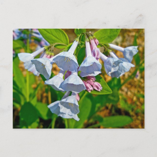 Carte Postale Virginia Bluebells Articles Coordonnés (Devant)