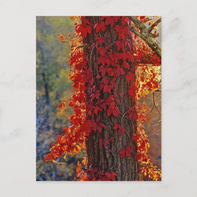 Carte Postale Virginia Creeper rouge vif en automne à (Devant)