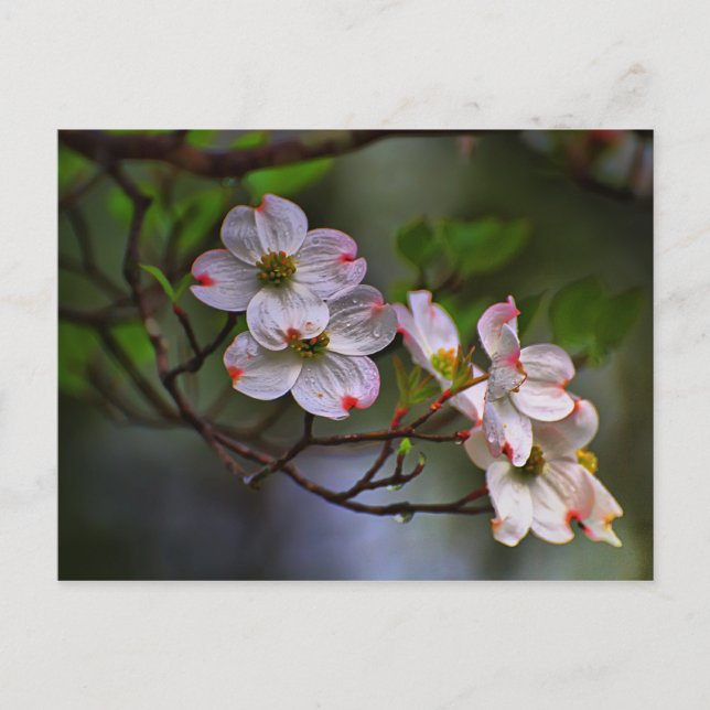 Carte Postale Virginia Dogwood (Devant)