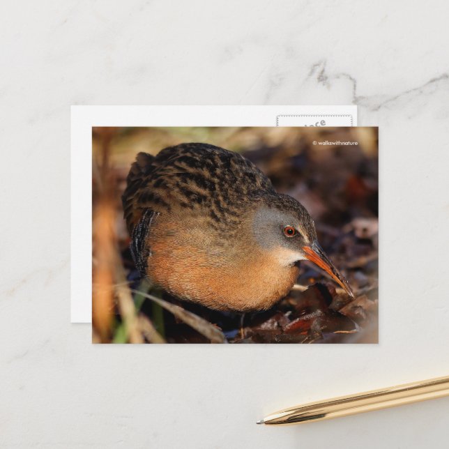 Carte Postale Virginia Rail Waterbird en Sous-brosse (Devant/Arrière en situation)