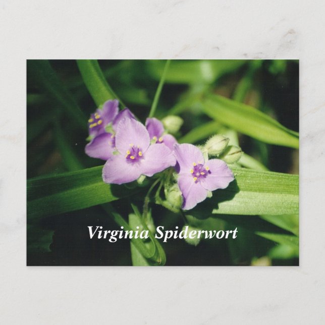 Carte Postale Virginia Spiderwort (Devant)
