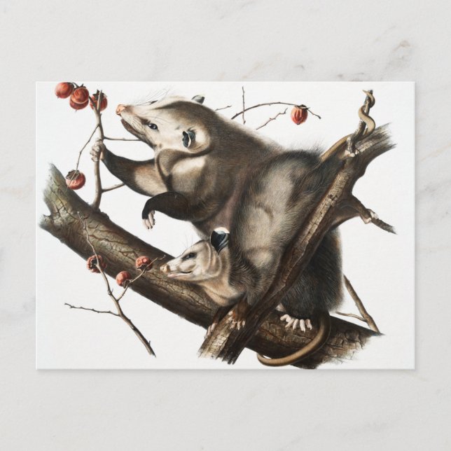 Carte Postale Virginian Opossum Didelphis Virginia Illustration (Devant)