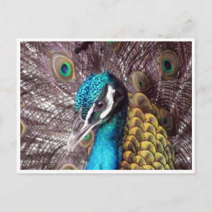 Carte Postale visage bleu paon