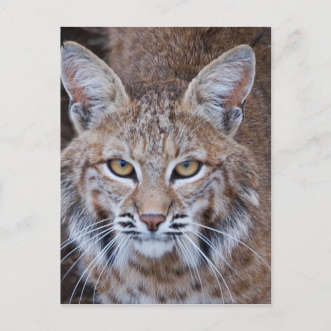 Carte Postale Visage de chat sauvage (Devant)