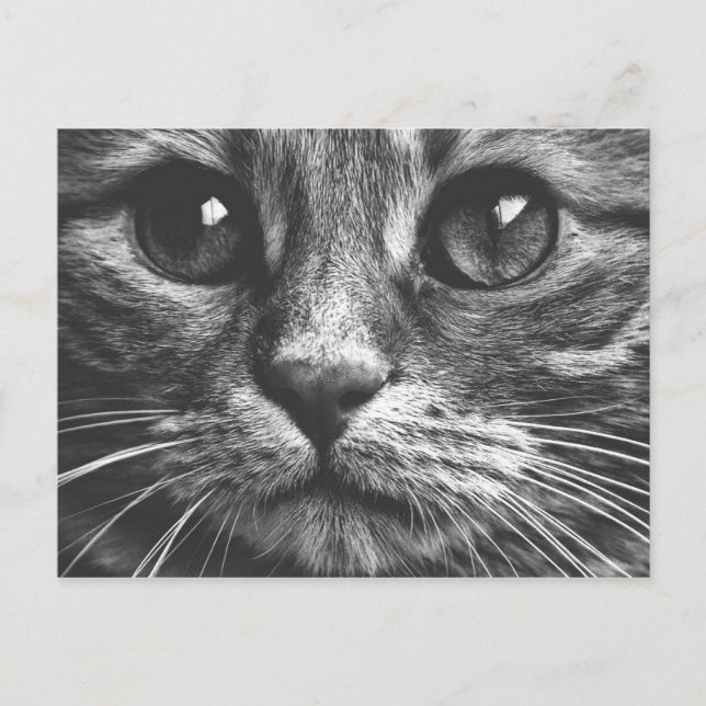 Carte Postale Visage de chat Yeux noir et blanc mignon photo (Devant)