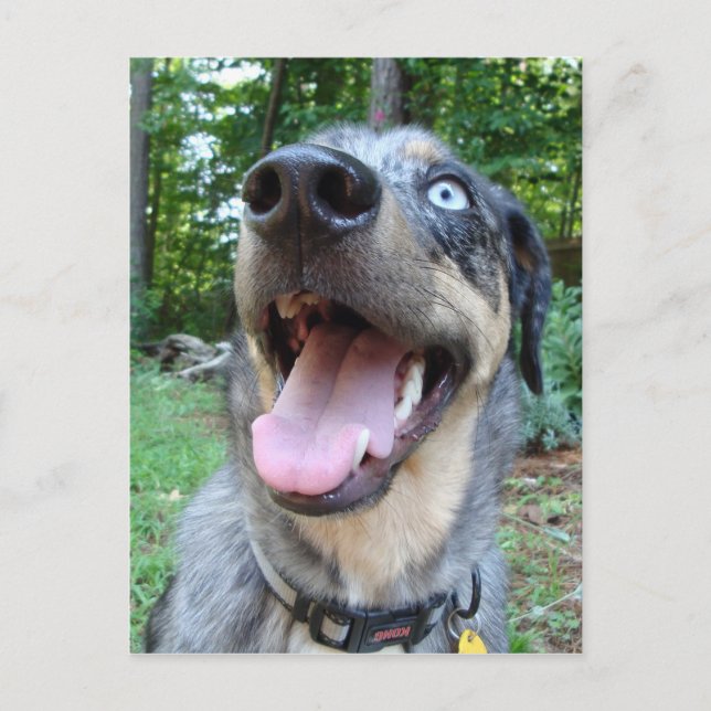 Carte Postale Visage de chien léopard Catahoula (Devant)