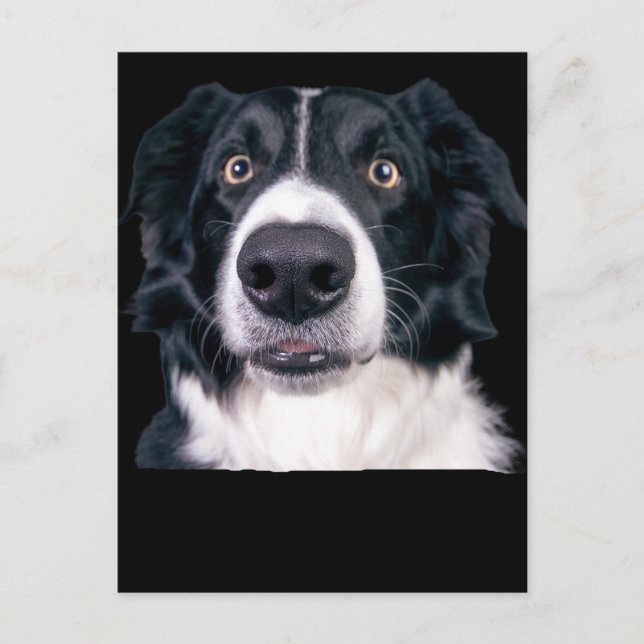 Carte Postale Visage de chien noir et blanc (Devant)