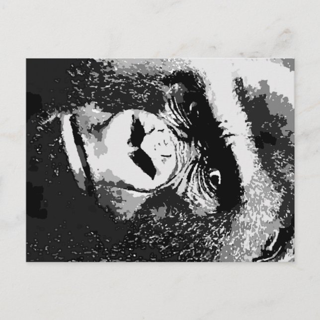 Carte Postale Visage de Gorilla (Devant)