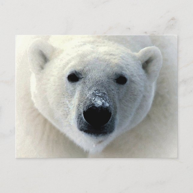 Carte Postale Visage de l'ours polaire (Devant)